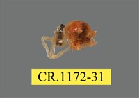 藏品(短指和尚蟹)的圖片